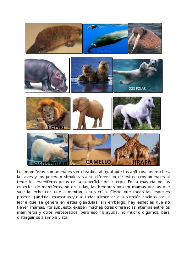 (DOC) Animales mamiferos