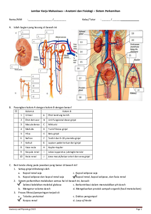 Gambar Worksheet Sistem Perkemihan