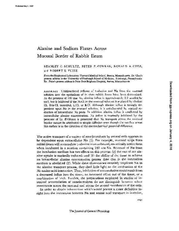 Rabbit anatomy pdf image