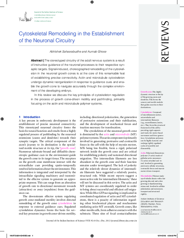 (PDF) Cytoskeletal Remodeling in the Establishment of the Neuronal ...