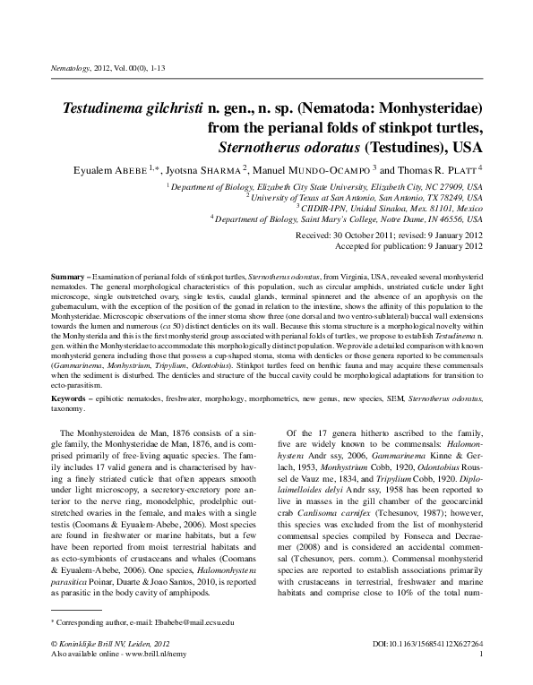 Save the turtles essay picture