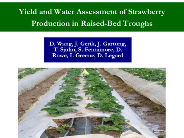 (PDF) Yield and Water Assessment of Strawberry Production in Raised-bed ...