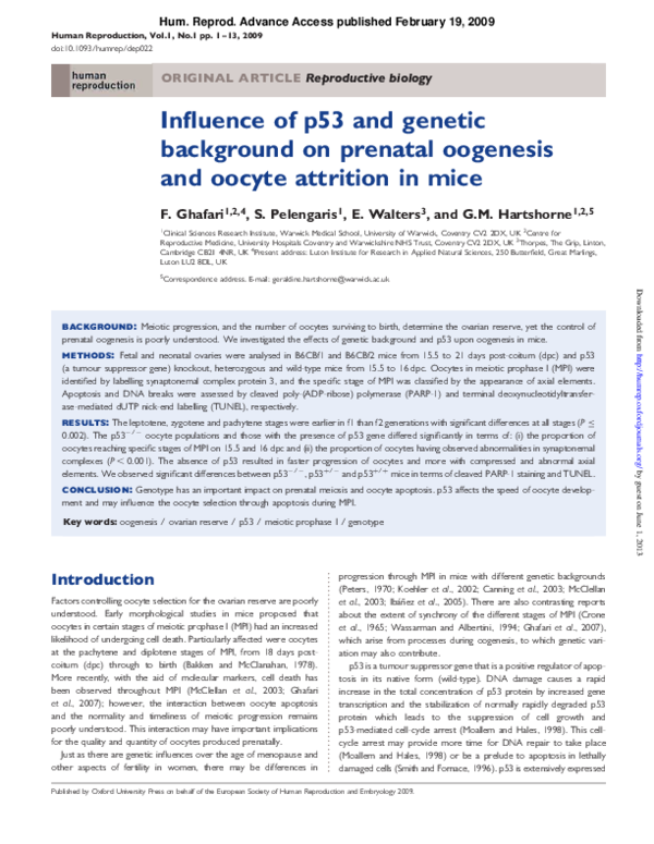 (PDF) Influence of p53 and genetic background on prenatal oogenesis and ...