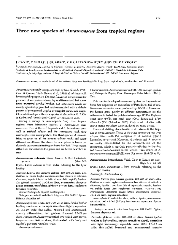 Tropical rainforest essay picture
