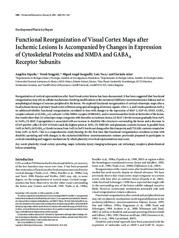 (PDF) Functional Reorganization of Visual Cortex Maps after Ischemic ...