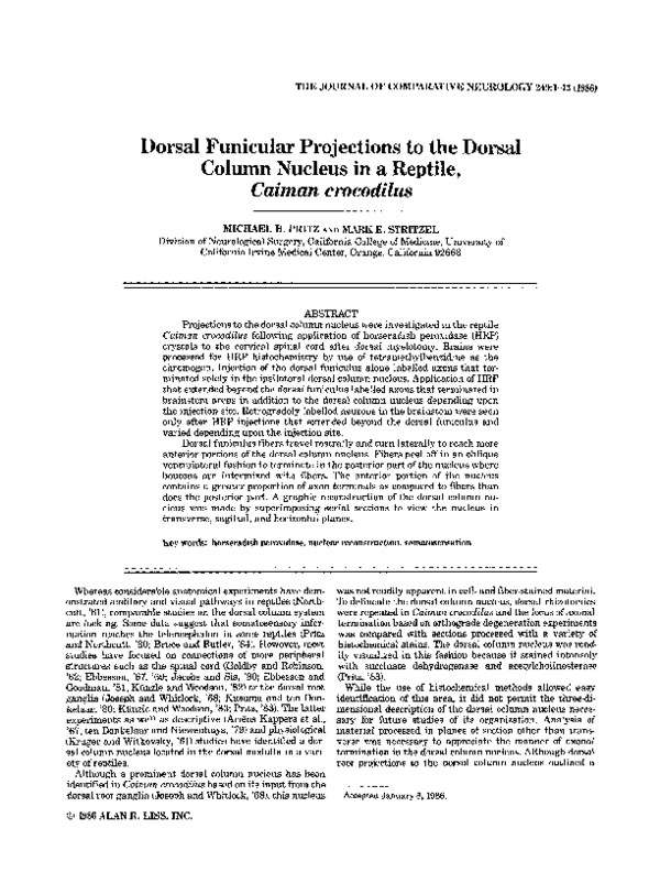 (PDF) Dorsal funicular projections to the dorsal column nucleus in a ...