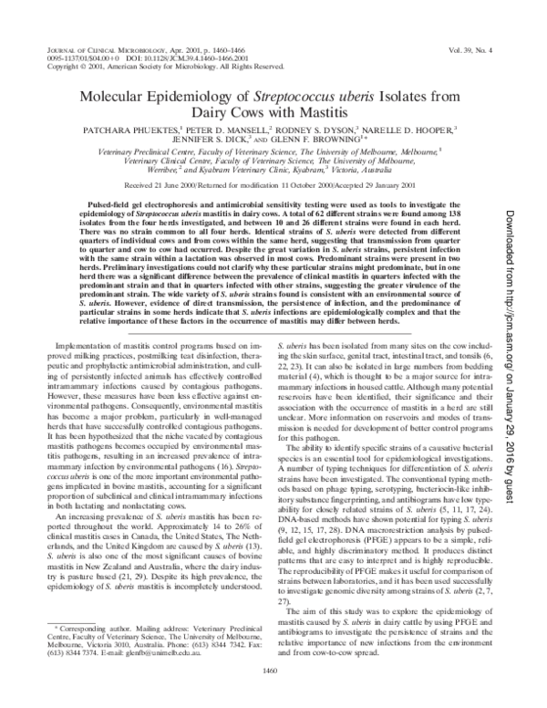 (PDF) Molecular Epidemiology of Streptococcus uberis Isolates from ...