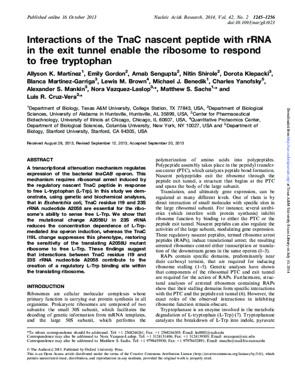 (PDF) Interactions of the TnaC nascent peptide with rRNA in the exit ...