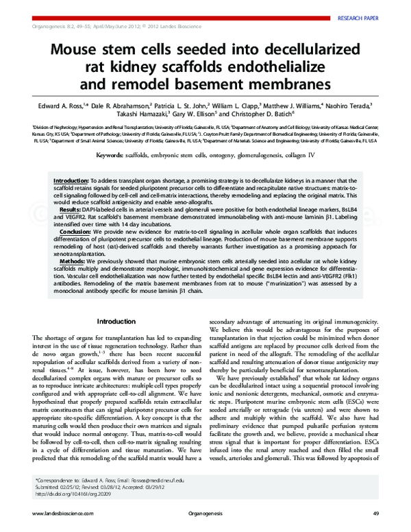 (PDF) Mouse stem cells seeded into decellularized rat kidney scaffolds ...
