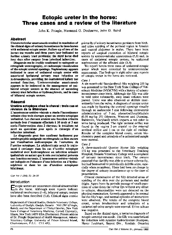 Literature review horse 07 image