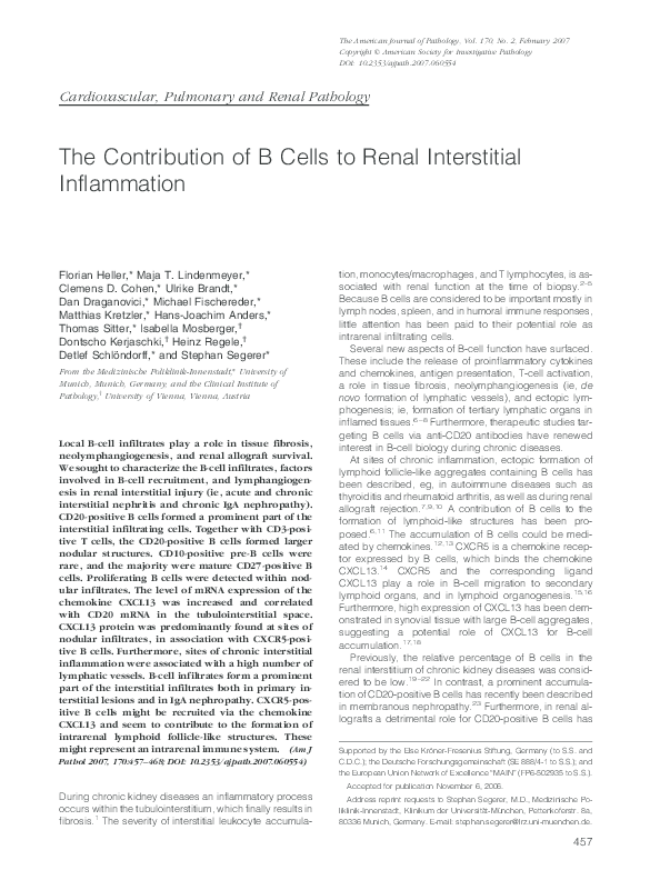 (PDF) The Contribution of B Cells to Renal Interstitial Inflammation