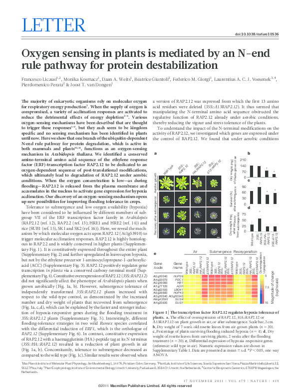 (PDF) Oxygen sensing in plants is mediated by an N-end rule pathway for ...