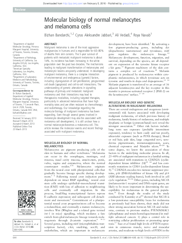(PDF) Molecular biology of normal melanocytes and melanoma cells