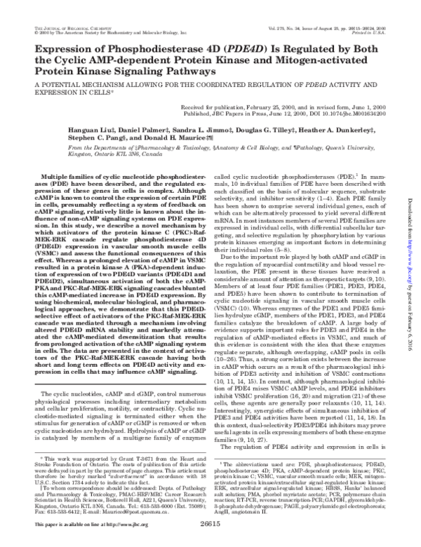 (PDF) Expression of Phosphodiesterase 4D (PDE4D) Is Regulated by Both ...