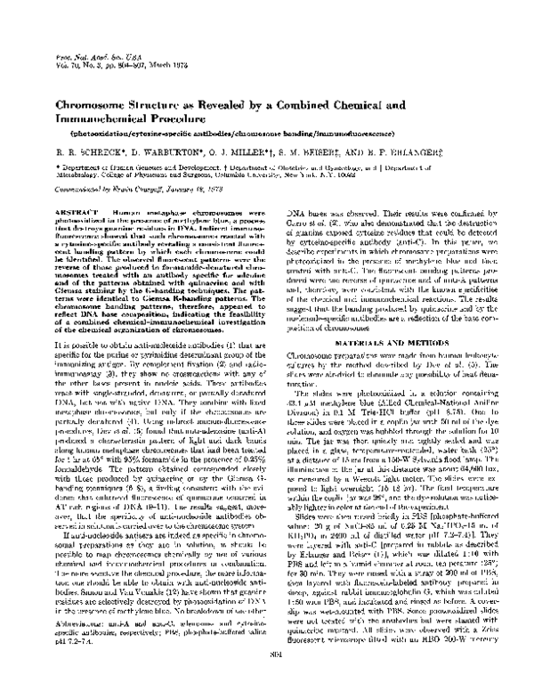 (PDF) Chromosome Structure as Revealed by a Combined Chemical and ...