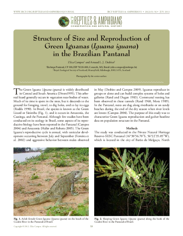 Picture of (PDF) Structure of size and reproduction of Green Iguanas (Iguana ...