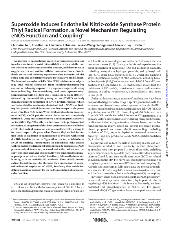 (PDF) Superoxide Induces Endothelial Nitricoxide Synthase Protein
