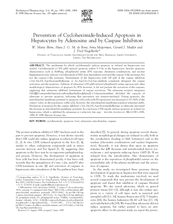 (PDF) Prevention of cycloheximide-induced apoptosis in hepatocytes by ...