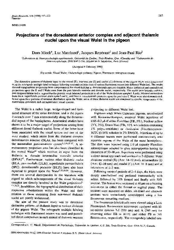 (PDF) Projections of the dorsolateral anterior complex and adjacent ...