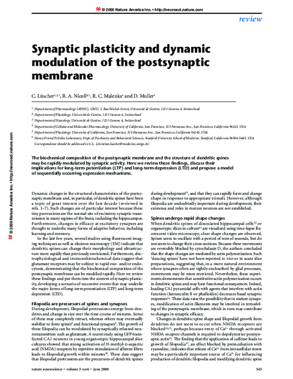 (PDF) Synaptic plasticity and dynamic modulation of the postsynaptic ...