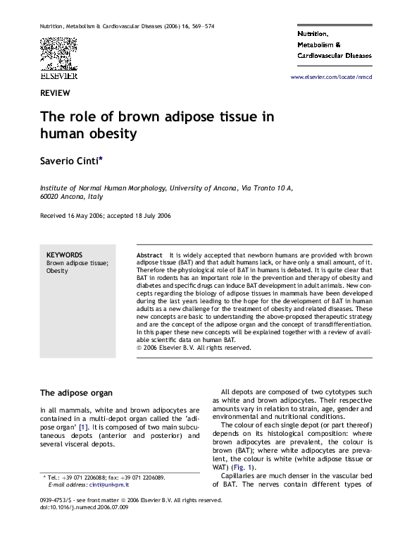 (PDF) The role of brown adipose tissue in human obesity