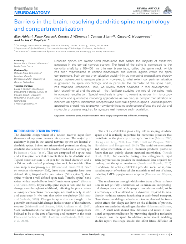 (PDF) Barriers in the brain: resolving dendritic spine morphology and ...