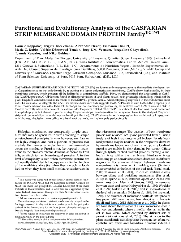 (PDF) Functional and Evolutionary Analysis of the CASPARIAN STRIP ...