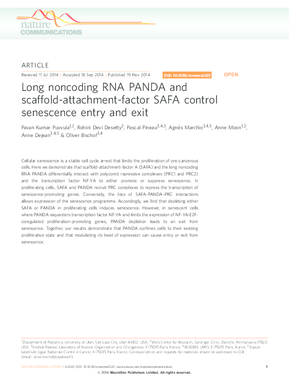 (PDF) Long noncoding RNA PANDA and scaffold-attachment-factor SAFA ...