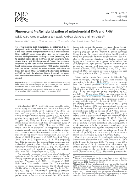 (PDF) Fluorescent in situ hybridization of mitochondrial DNA and RNA