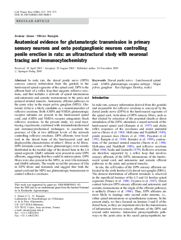 (PDF) Anatomical evidence for glutamatergic transmission in primary ...