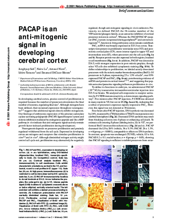 (PDF) PACAP is an anti-mitogenic signal in developing cerebral cortex