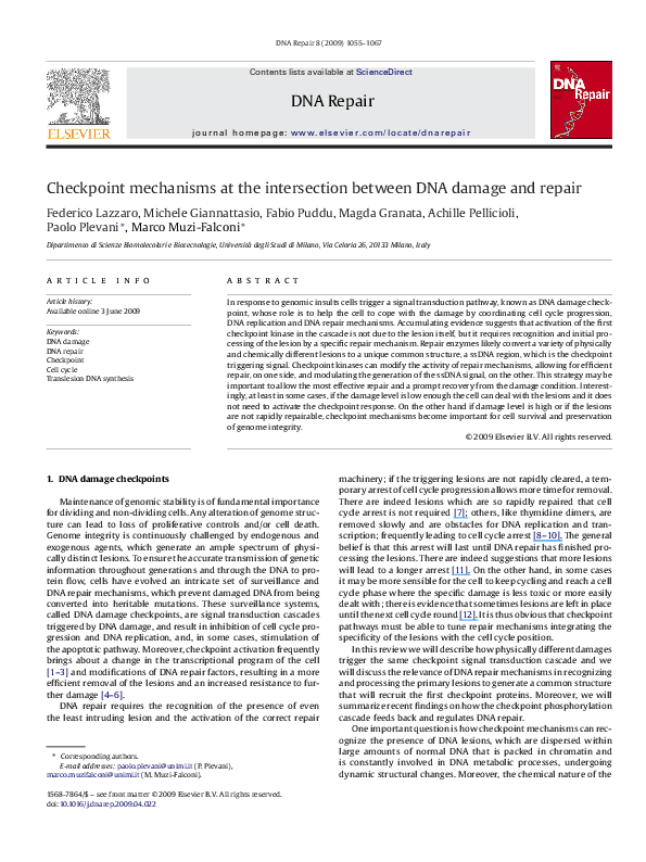 (PDF) Checkpoint mechanisms at the intersection between DNA damage and ...