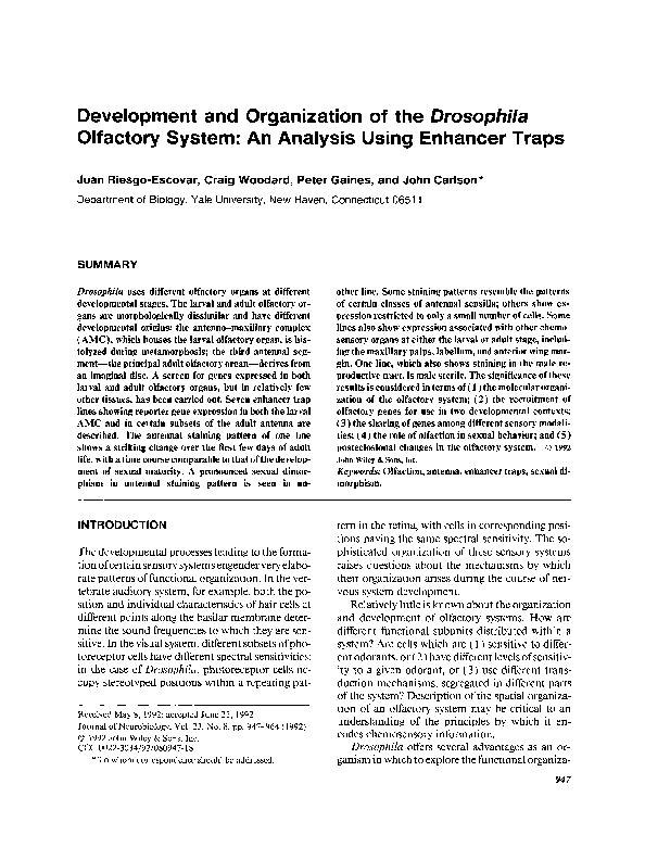 Olfactory structure picture