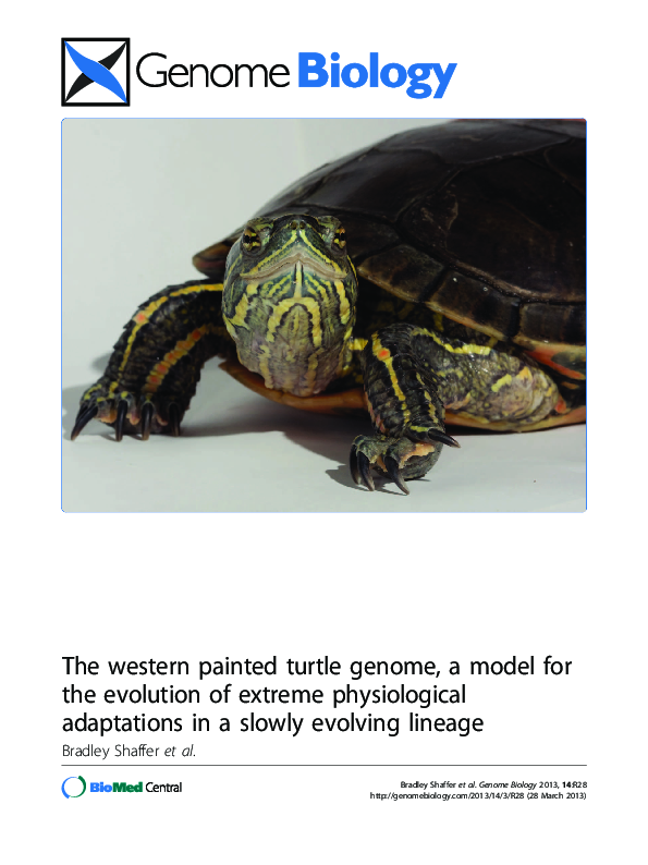 (PDF) The western painted turtle genome, a model for the evolution of ...