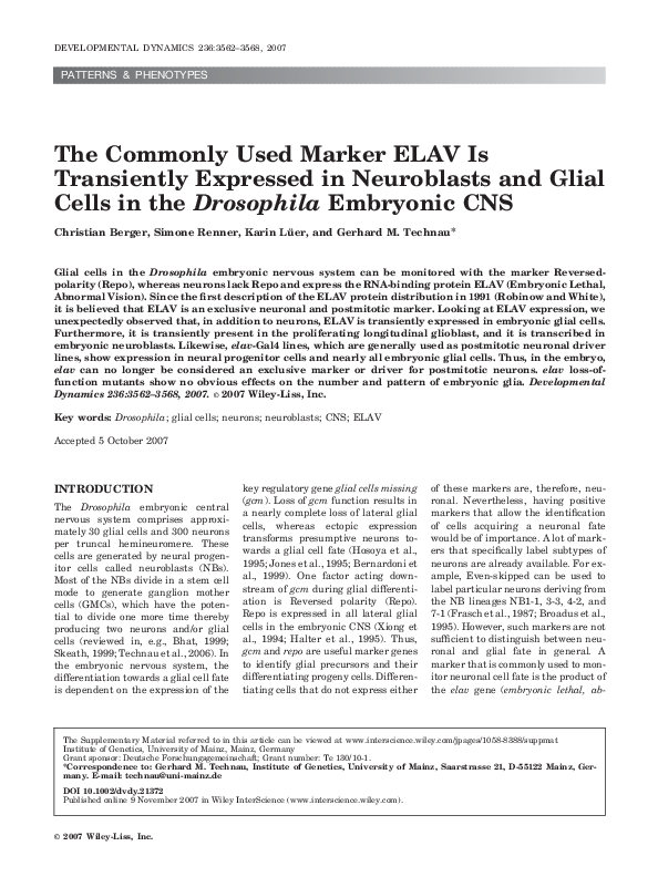 (PDF) The commonly used marker ELAV is transiently expressed in ...