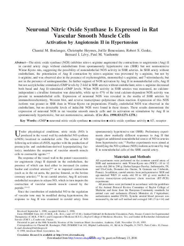 (PDF) Neuronal Nitric Oxide Synthase Is Expressed in Rat Vascular ...