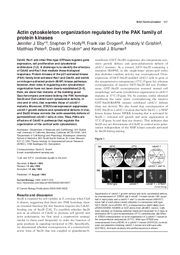 (PDF) Actin cytoskeleton organization regulated by the PAK family of ...