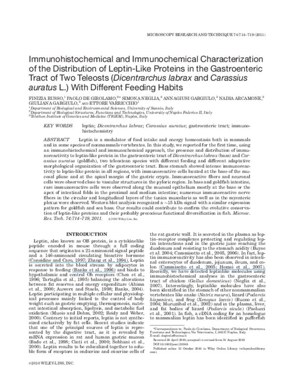 (PDF) Immunohistochemical and immunochemical characterization of the ...