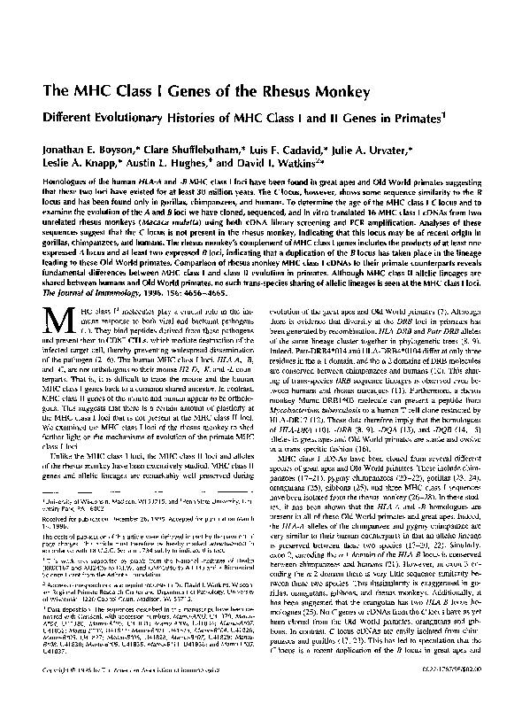 (PDF) The MHC class I genes of the rhesus monkey: Different ...