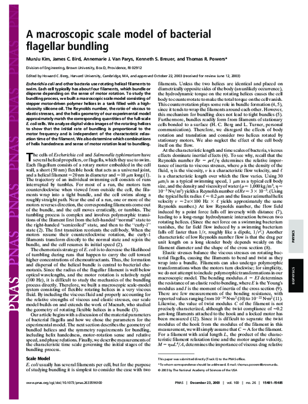 (PDF) A macroscopic scale model of bacterial flagellar bundling