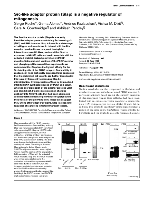 (PDF) Src-like adaptor protein (Slap) is a negative regulator of ...