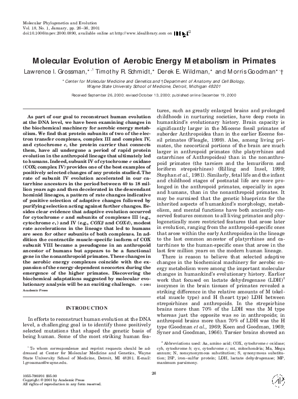 (PDF) Molecular Evolution of Aerobic Energy Metabolism in Primates