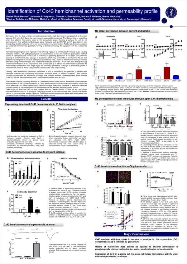 (PDF) Identification of Cx43 hemichannel activation and permeability ...