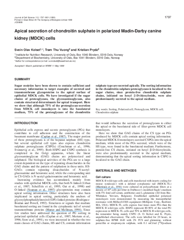 (PDF) Apical secretion of chondroitin sulphate in polarized MadinDarby