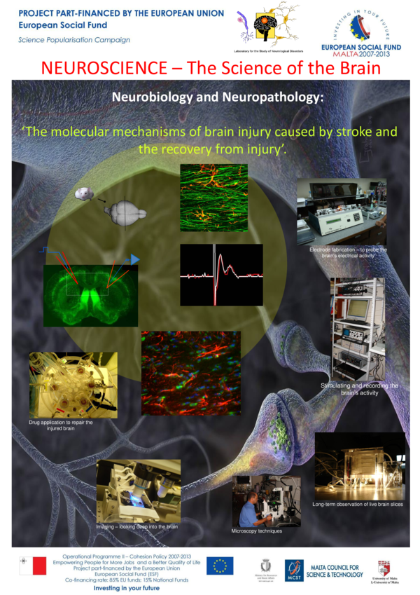 (PDF) NEUROSCIENCE – The Science of the Brain