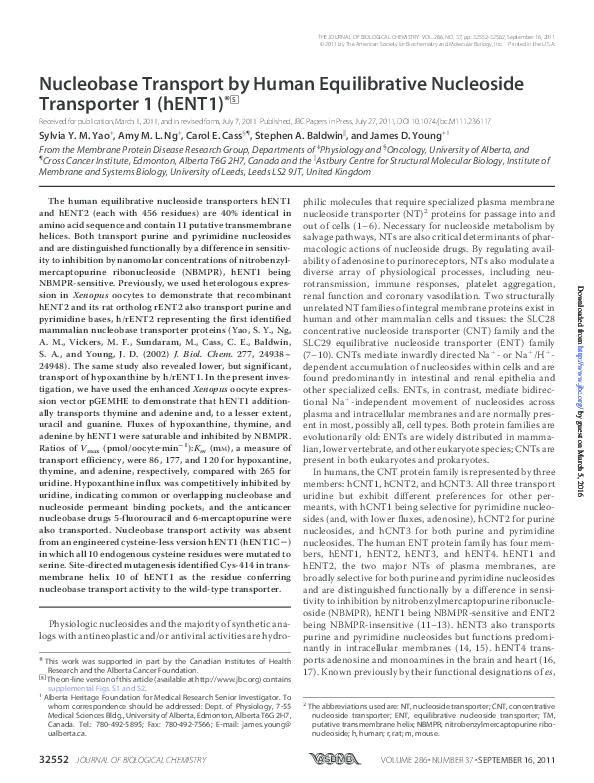 (PDF) Nucleobase Transport by Human Equilibrative Nucleoside ...