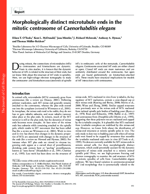 (PDF) Morphologically distinct microtubule ends in the mitotic ...