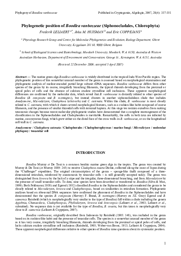 (PDF) Phylogenetic position of Boodlea vanbosseae (Siphonocladales ...