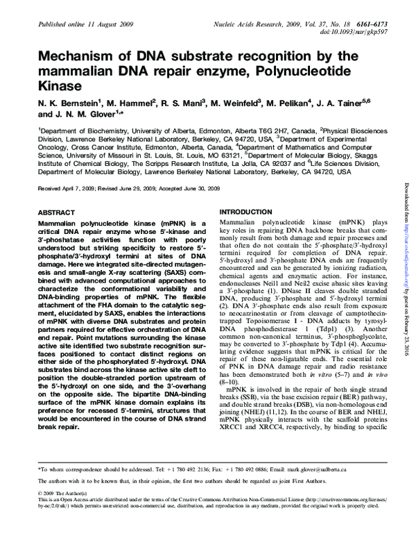 (PDF) Mechanism of DNA substrate recognition by the mammalian DNA ...