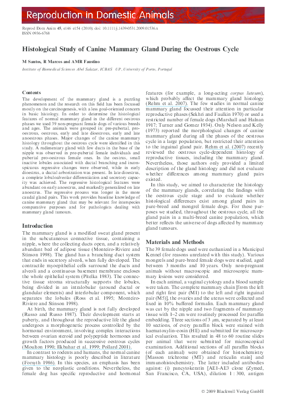 Large mammary glands picture